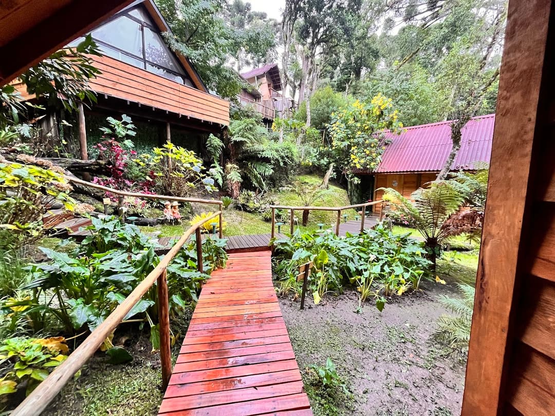 Forest view